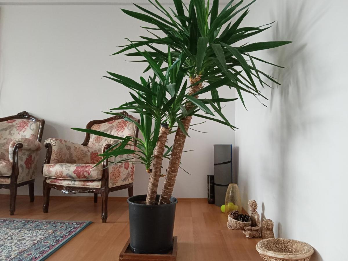 B&B Single Room, одноместная комната в доме, D'une Personne, Individual *